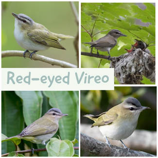 Red-eyed Vireo
